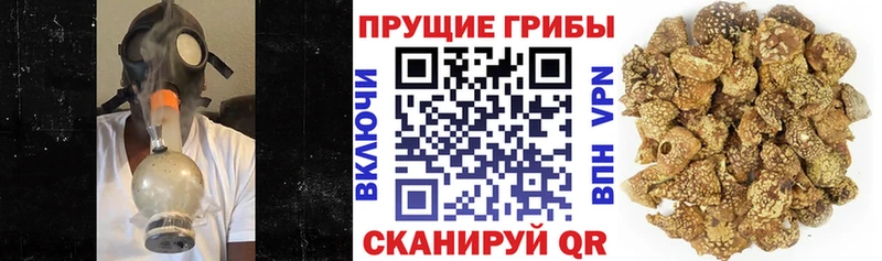 MEGA   Каргополь  Галлюциногенные грибы Psilocybine cubensis 